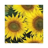 Sunflower Square