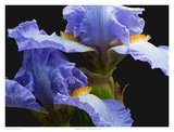 Tall Bearded Iris 3