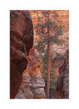 Zion Park Canyon