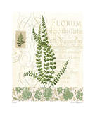 British Fern IV