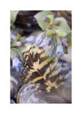 Feather and Flowers