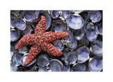 Sea Star and Clam Shells