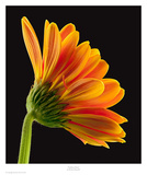 Gerbera Daisy