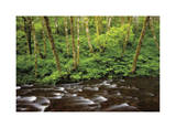 Forest Stream IV
