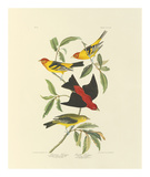 Louisiana and Scarlet Tanager