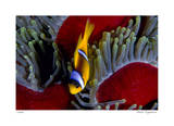 Red Sea Anemonefish