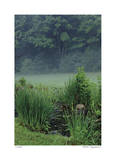 Stream and Mist