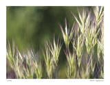 Thistle Down II