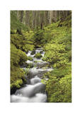 Forest Stream I
