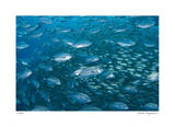 Schooling Trevally