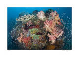 Reef Scenic 2