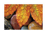 Maple and Dew I