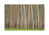 Poplar Trees