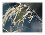 River Grasses II