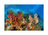 Reef Scenic 3