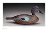 Stevens Blue-winged Teal