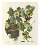 Baltimore Oriole