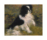 Tama  The Japanese Dog