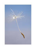 Dandelion Seeds