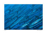 Schooling Barracuda