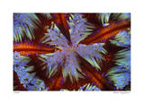 Fire Urchin