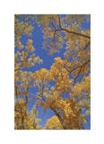 Cottonwoods in Fall