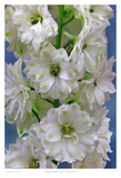 Delphinium Double Innocence