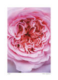 Pink Rose 2