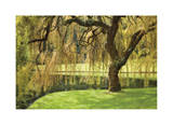 Bainbridge Island Willow