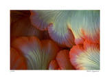 Sea Anemone