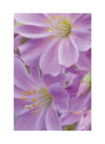 Lewisia I