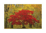 Cascade Mountains Fall Colors