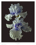 Tall Bearded Iris - Willamette Mist
