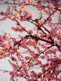Cherry Blossoms II