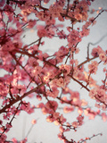 Cherry Blossoms I