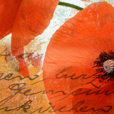 Poppies Comp Square I