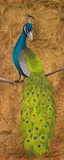 Peacocks II