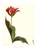 Tulip I