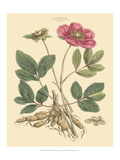 Blushing Pink Florals I