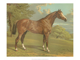 Cassell's Thoroughbred I