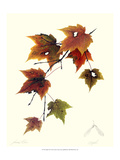 Maple Tree
