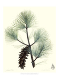 Pine Tree I