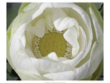 Delicate Lotus I