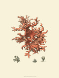 Red Coral III