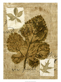 Leaf Collage IV