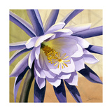 Desert Bloom II