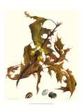 Oak Tree