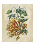 Tropical Beauty II