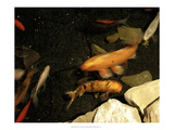Goldfish Pond I
