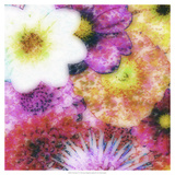 Floral Reef IV